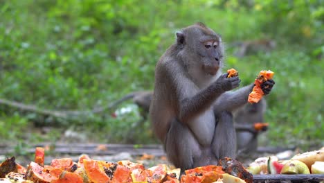 Selective-focus-group-of-monkeys-eat-fruit-papaya-feed-by-local-resident